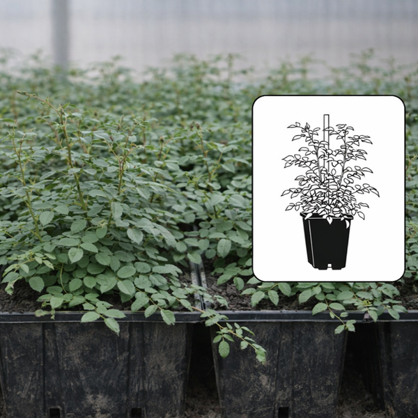 Botanická ruža